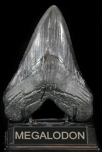 Large, Fossil Megalodon Tooth - Georgia #56347
